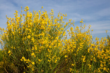 Canvas Print - Yellow Spanish Broom (Spartium junceum), mediterranean region in France,on blue sky background