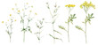 Set of meadow botanical flowers. Watercolor clipart hand drawn painting illustration isolated on white background. Yellow field flowers common tansy and buttercup, rapunzel. White stellaria holostea.