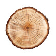 front view sycamore tree slice cookie isolated on a white transparent background 