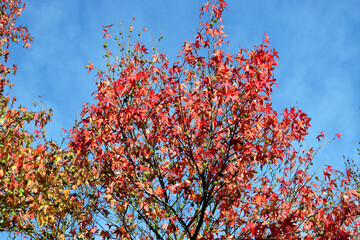 Poster - Leaves and fruits of American sweetgum (Liquidambar styraciflua) in the fall