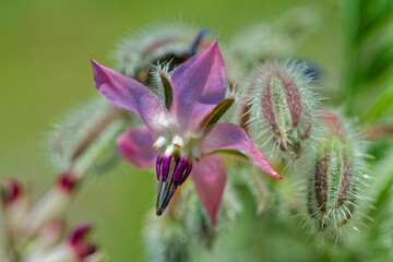 Poster - Bourrache officinale