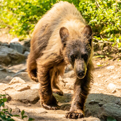 Canvas Print - Juvenile Black bear Walks Down Amphitheatre Lake Trail