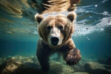 Brown Bear Swims Underwater