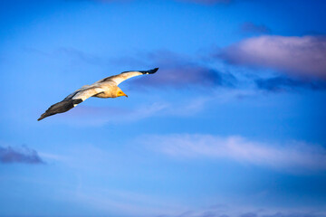 Wall Mural - Flying Vulture. Blue sky background. Egyptian Vulture. Neophron percnopterus.