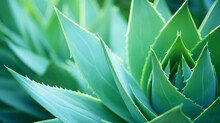Agave Attenuata's Texture Is Soft, Its Shape Graceful, Its Outline Defined By One Leaf, Its Background Hazy - An Artful Natural Abstraction.