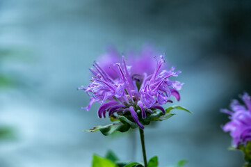 Poster - Single Wild Bergamot Blossom Blooming in Summer in Rocky