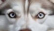 Macro shot of innocent eyes of Siberian Husky dog