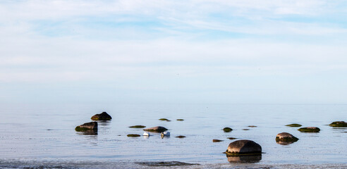 two white swans in the sea between a rocky beach