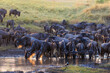 Wildebeests at waterhole