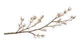 Fototapeta  - branch of a white bud isolated on transparent background cutout