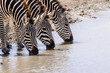 3 drinking Zebras