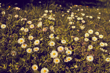 summer meadwo with nice daisies