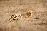 Fototapeta Sawanna - Wildlife, Safari, Serengeti National Park, Tanzania, July 2023,.More stuff: www.wortsucher.de