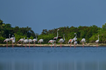 Flamingos are famous and most beautiful pink color birds