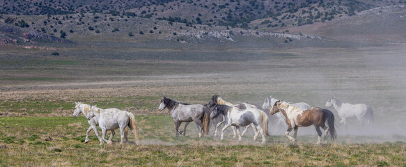 Sticker - Wild Horses in Springtime in the Utah Desert