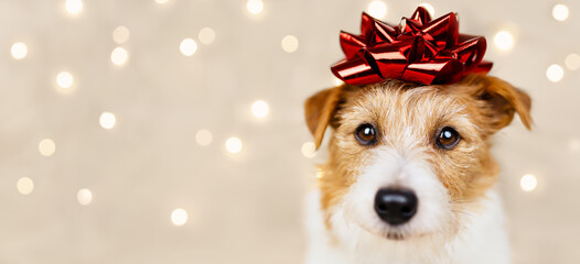 Wall Mural - Happy holiday new year dog puppy face with a gift bow on her head and christmas lights on the background. Web banner.