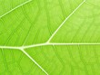 © lukjonis - Green leaf background