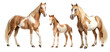 Group of pinto palomino horses: mare, stallion and foal, animal family isolated on transparent background. PNG clip art elements.