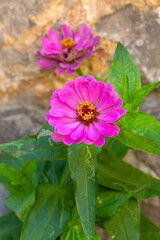 Wall Mural - Zinnia​ is​ herbaceous​ plant​ with​ flowers​ in​ many​ color​s​ such​ as​ red​, pink, white, orange, purple​ Zinnia​ flower​s​ are​ dried​ and​ ground​ into​ a​ power​ for​ making​ tea​