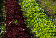 Green And Red Lettuce On A Farmland