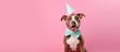 Cute dog wearing a pink hat birthday party on an isolated pastel background