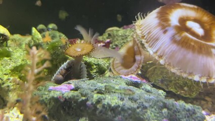 Wall Mural - Korallen, Anemonen, Krustenanemonen und Fische in einem Meerwasseraquarium.