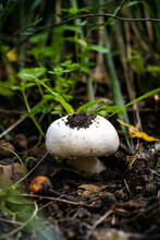 Small Mushroom Agaricus Fissuratus With Soil On Top