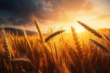 Wall Mural - A beautiful sunset over a field of wheat. This image captures the serene and peaceful ambiance of the countryside at dusk. Perfect for adding a natural and calming touch to any project or design.