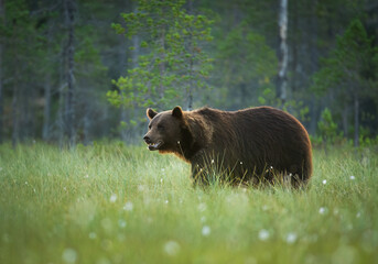 Wall Mural - Wild brown bear ( Ursus arctos )