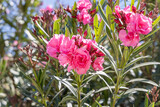 Red flowers azalia with green leaves grows in a garden in summer