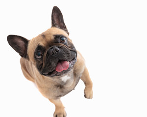 Wall Mural - top view of adorable excited frenchie dog sticking out tongue and panting