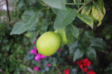 organic lemon in a lemon tree