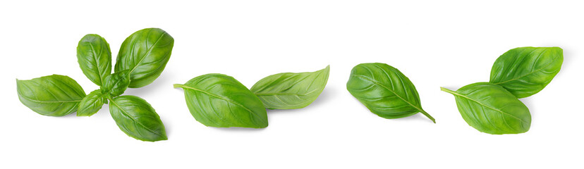 Wall Mural - Basil leaves isolated on white, transparent background, PNG. Set, collection of different position basil green fresh leaves. Healthy eating, aromatic herb, food ingredient, spice for culinary