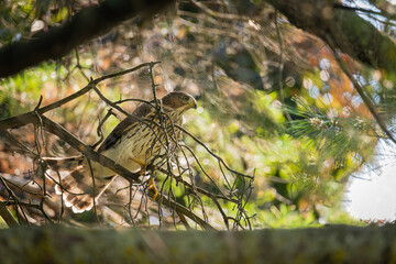 Wall Mural - hawk on a tree