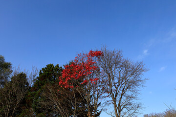 red tree in autumn