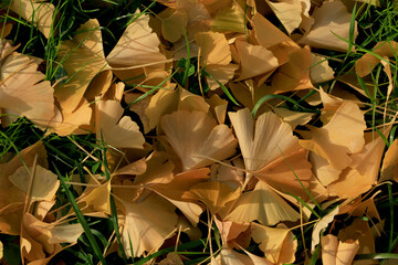 Wall Mural - ginkgo leaves