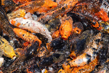 Large School Of Colorful Orange And Black Koi Fish Splasing On The Surface Of The Water With Their Mouth Open Begging For Ood. 