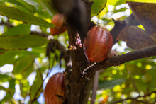 Fresh Cocoa Bean Growing On A Cacao Tree In A Tropical Island Jungle