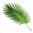 © Richa - Palm leaf branch tropic summer isolated backgrounds 3d illustration, Generative AI