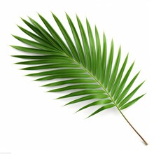 Palm Leaf Branch Tropic Summer Isolated Backgrounds 3d Illustration, Generative AI 