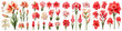 Amaryllis  Flower Set Concept Props For Icon Designing Hyperrealistic Highly Detailed Isolated On Transparent Background Png File
