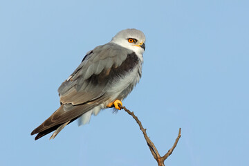 Wall Mural - a black-shouldered kite (elanus caeruleus) perched on branch, south africa.