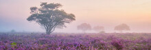 Zuiderheide National Park Veluwe, Purple Pink Heather In Bloom, Blooming Heater On The Veluwe