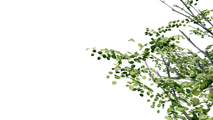 tree leave nature transparent cut out forest isolated background 3d render.