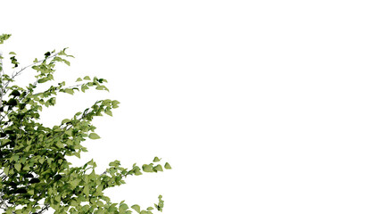 tree leave nature transparent cut out forest isolated background 3d render.