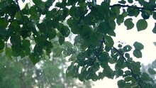 Slowmo Close-up Heavy Shower Rain Drops Falling On Green Tree Leaves In Forest