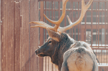 Sticker - Portrait of a deer in the zoo