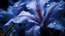  Intricate Design Background Of Blue Iris Flower As The Morning Dew Delicately Clings To Its Petals, Highlighting Nature's