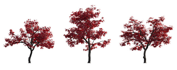 acer palmatum japanese maple cultivars palmate decompositum formosum ornatum pinnatifidum isolated p