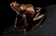 Brown dart frog (Dendrobates auratus) 
